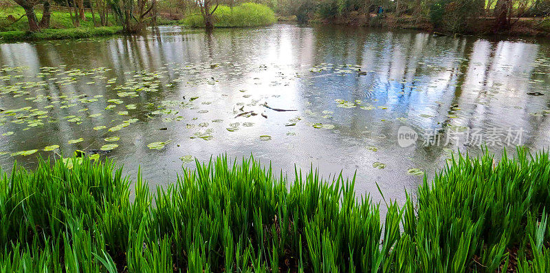 水仙花湖，春树，阳光，风景秀丽，风景一般，季节路巷乡村