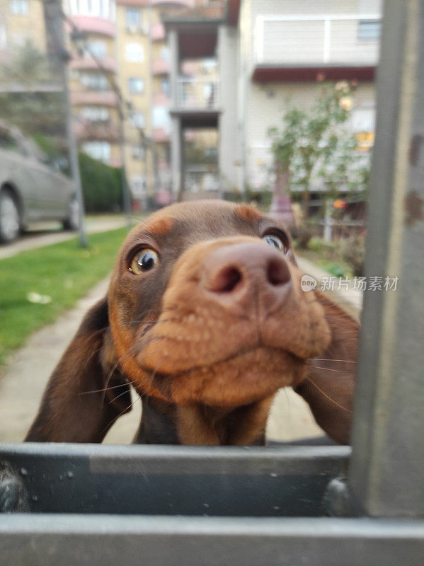 好奇的雄性腊肠犬幼犬