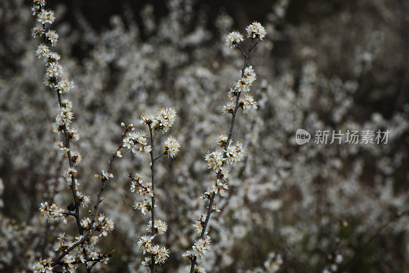 黑刺李白春花盛开