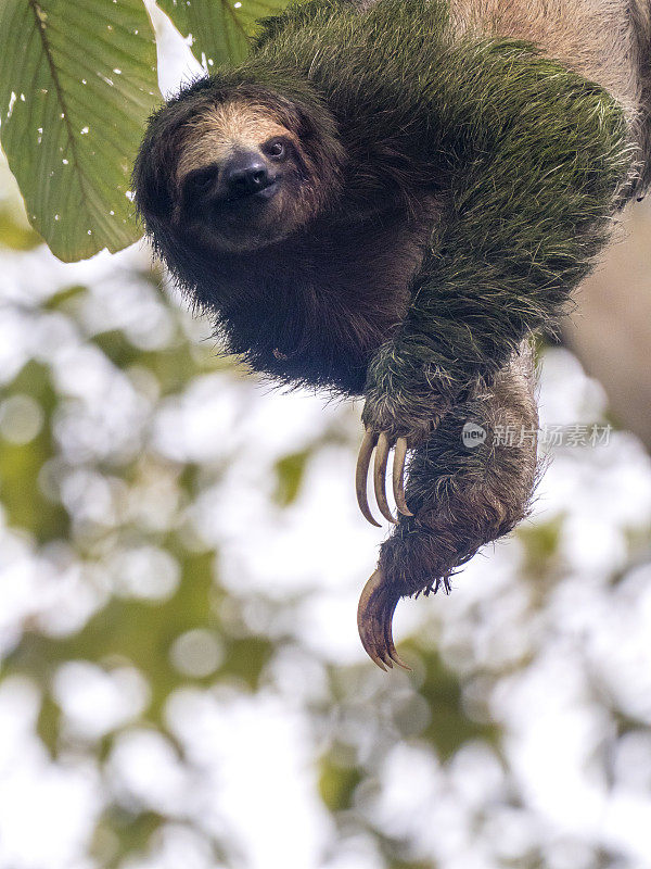 热带雨林中，棕喉三趾树懒挂在树上