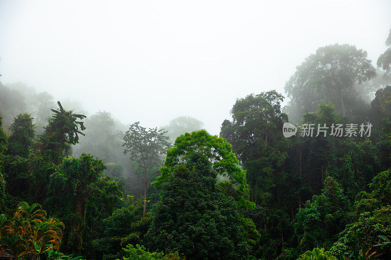 有晨雾的热带雨林