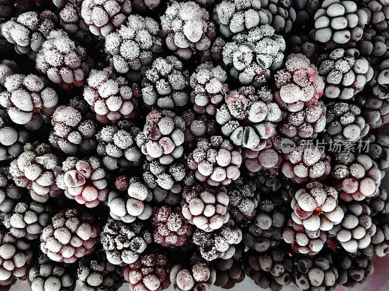 冰冻黑莓的特写