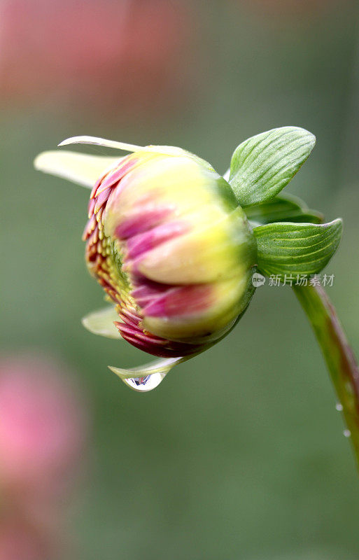 大丽花上的雨滴