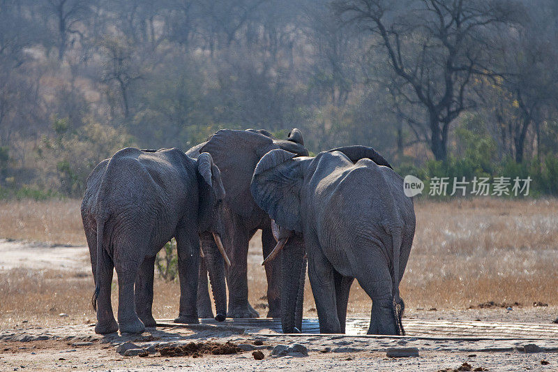 南非克鲁格国家公园的水坑里的非洲象群