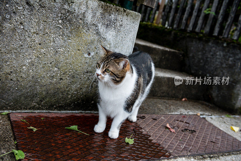 年轻的条纹猫在奥地利哈尔斯塔特探索