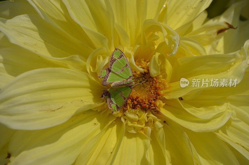 几何蛾。鳞翅目，动物，昆虫，节肢动物。夏天的季节。蜕变。美丽的绿色和棕色的蛾子。坐在黄色的大丽花上。