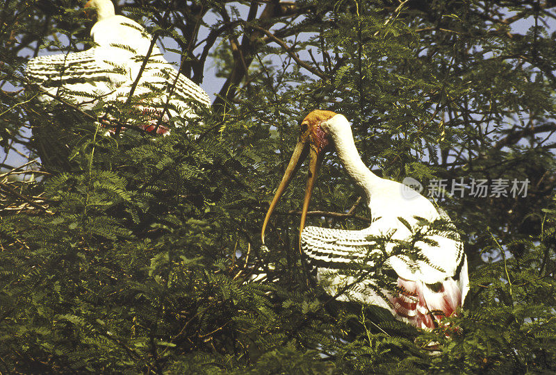 Bird-Stork。