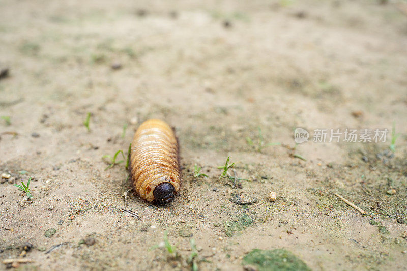 五月虫的巨型幼虫在地上爬行。