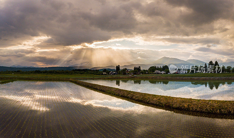 戏剧性的天空和阳光反射在稻田充满水乡村景观