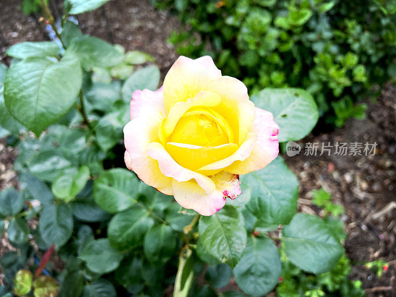 花园里有一朵美丽的黄红玫瑰。