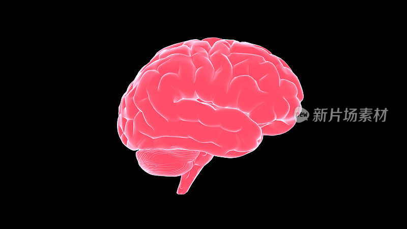 人类的大脑。的粉色3D模型
人体器官在黑色背景。