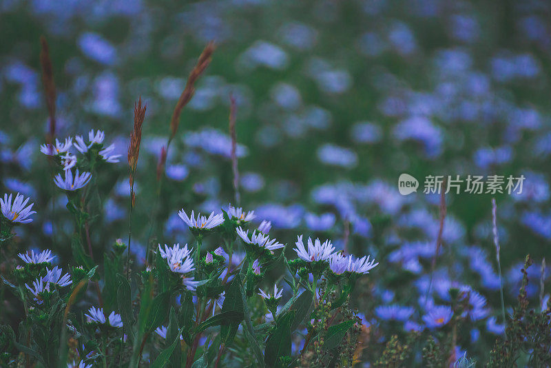 高山花朵