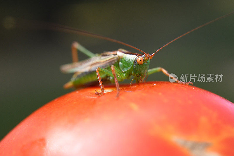 蚱蜢在西红柿上