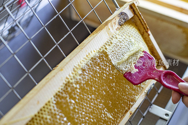 业余养蜂人从蜂巢中提取蜂蜜的概念