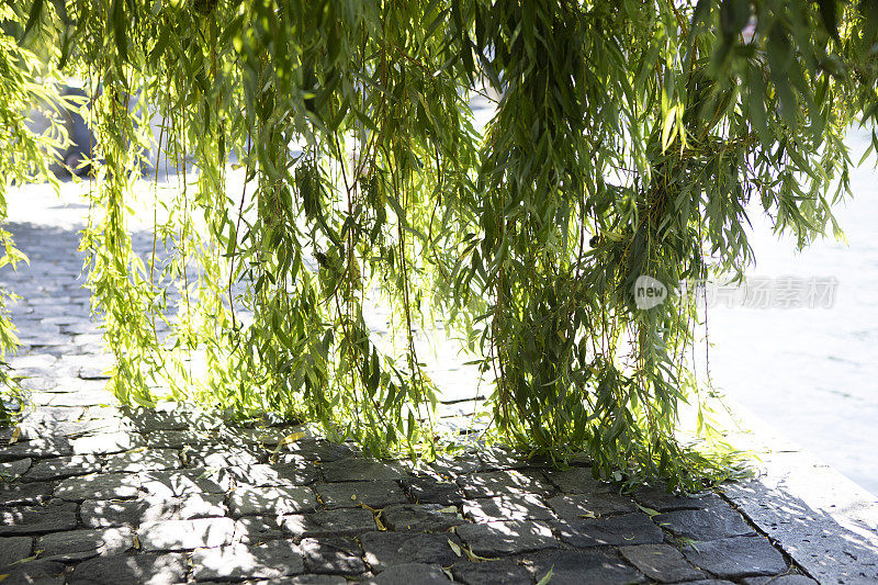 塞纳河岸边，一棵垂落在鹅卵石岸边的柳树