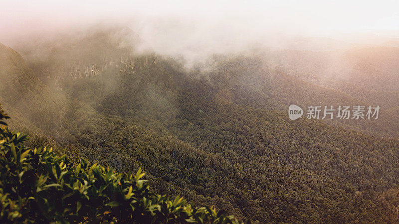 在晨光的照耀下，澳大利亚雨林上空升起了薄雾