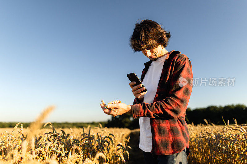 这位年轻的农民使用智能手机和无小麦技术来管理小麦收成