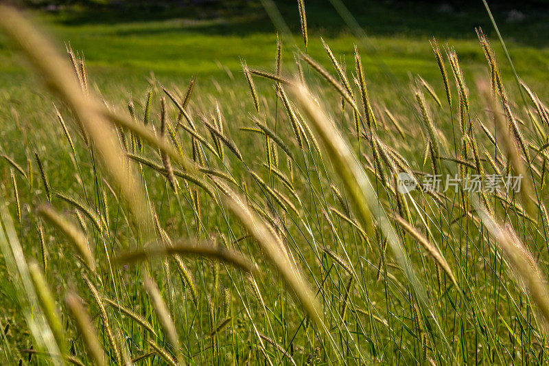 来自高原的小麦