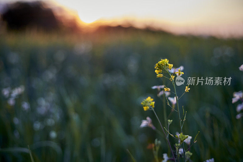 夏天重度,下午