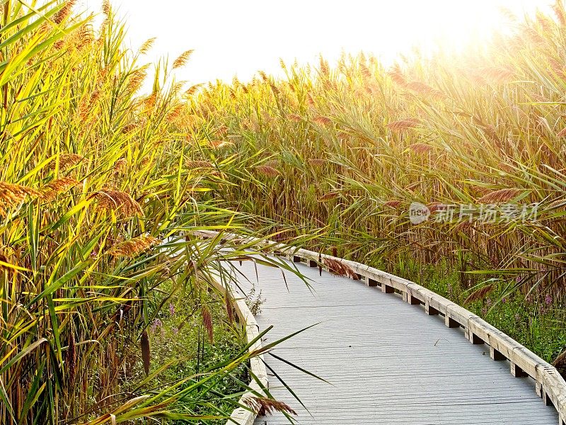 日落时分，马塞诸塞州梅姆岛的木板路穿过高高的沼泽草