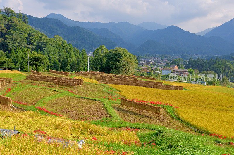 秋日的寺坂梯田，位于琦玉县秩父县