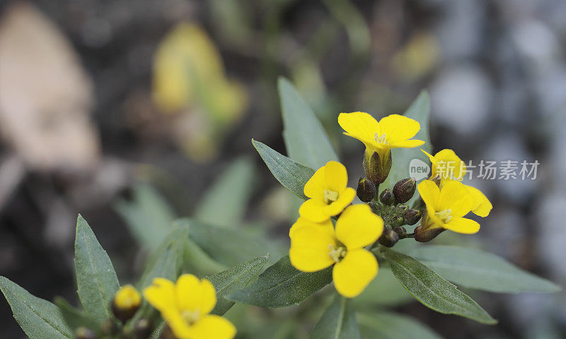 壁花(Erysimum规范)。