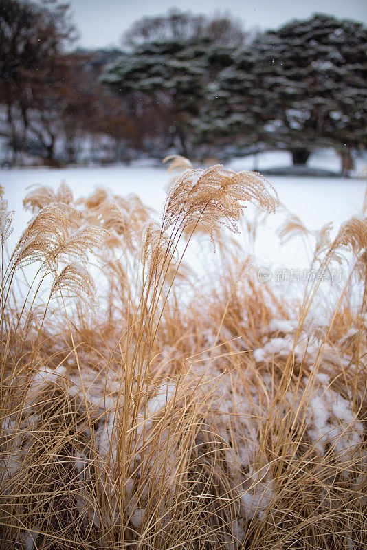 干芦苇上的雪