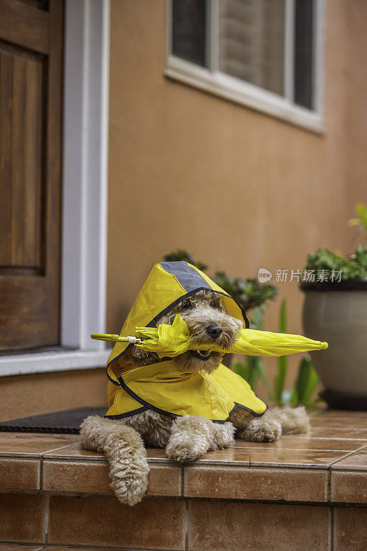 雨天金毛犬散步