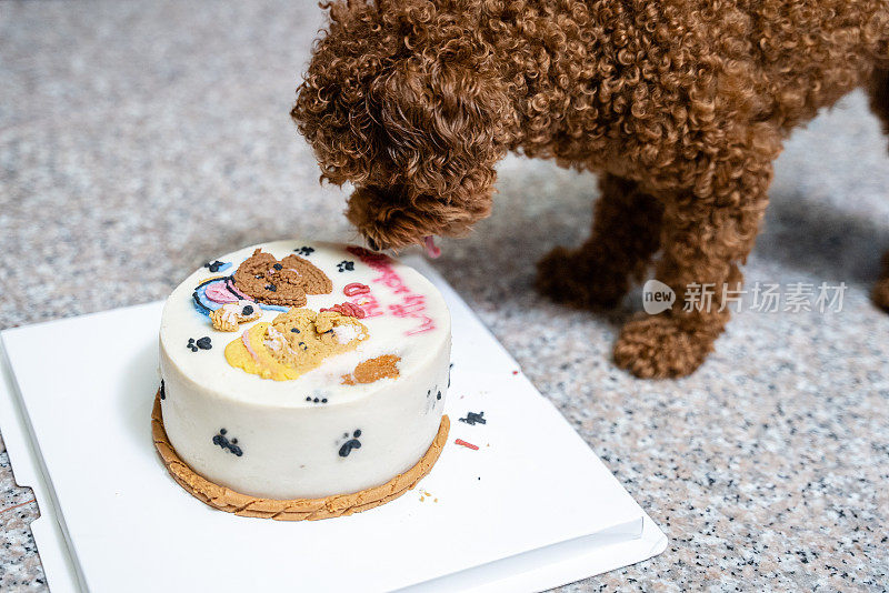 小玩具卷毛狗喜欢在家里吃生日蛋糕