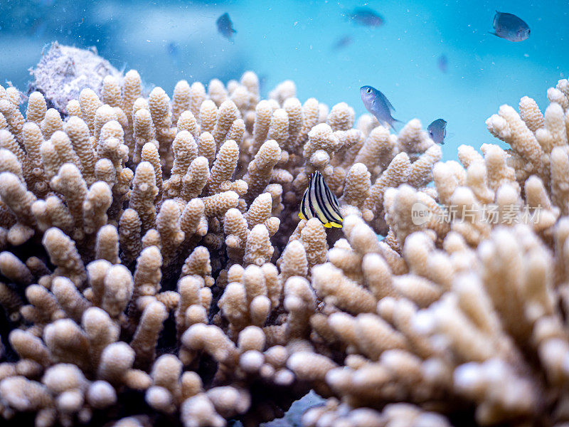 八带蝶鱼幼鱼(八带蝶鱼)在鹿角珊瑚周围游动