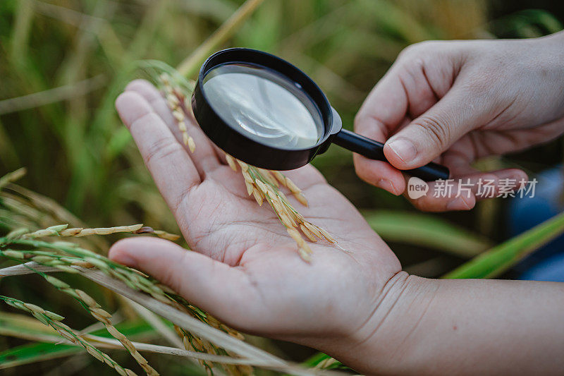 水稻研究，植物病害调查