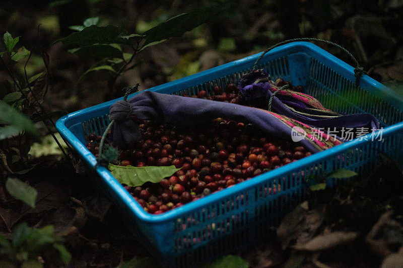 在咖啡农场采集新鲜红咖啡浆果