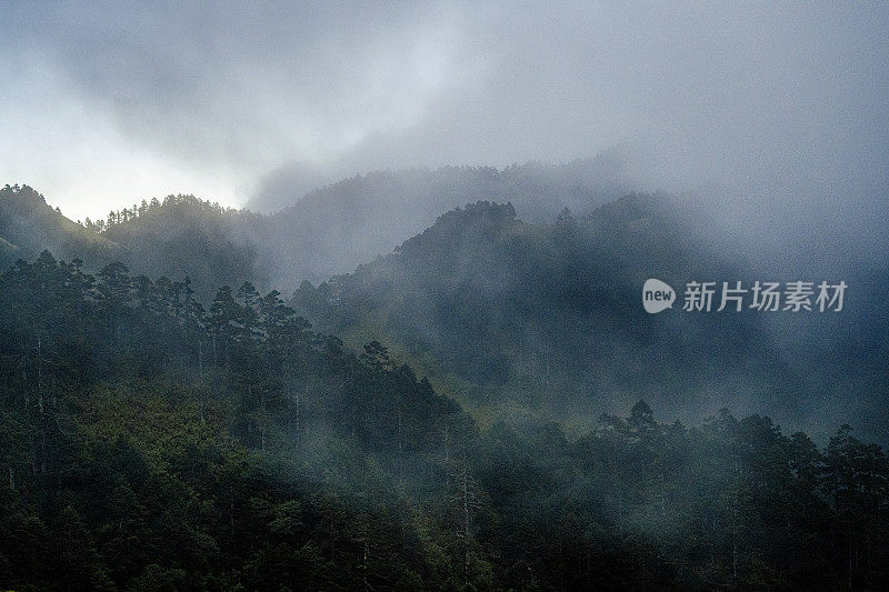 台湾高山上雾气弥漫的森林清晨景象