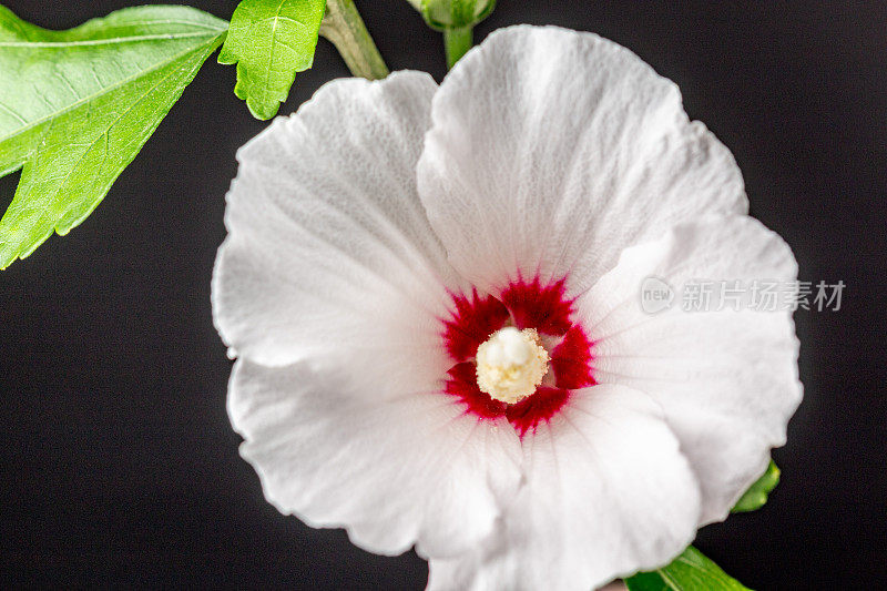 一张芙蓉花在黑色背景上绽放和生长的照片。百合花盛开，芙蓉花蕾绽放。