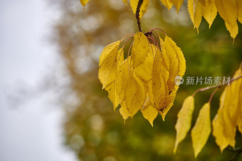 五彩缤纷的秋叶。橙色和黄色的秋叶。秋天的背景。在花园、森林或公园里，有黄橙色叶子的树木的自然秋景。