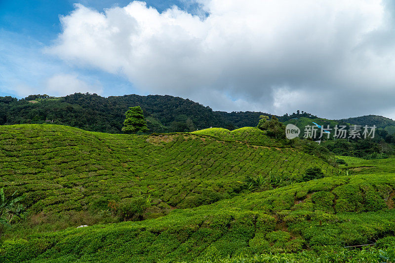 马来西亚金马伦高地美丽的茶园景观。绿茶园山孤云雾天，设计理念为茶产品背景。