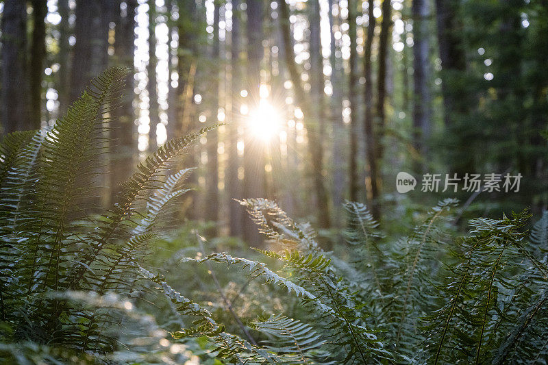 温带雨林中的蕨类植物