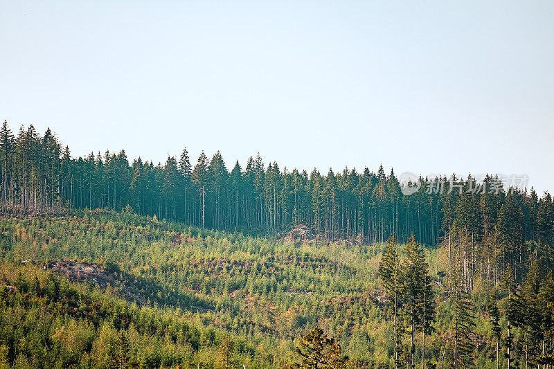 重新造林，被砍伐的森林重新生长，由树木种植者种植树苗