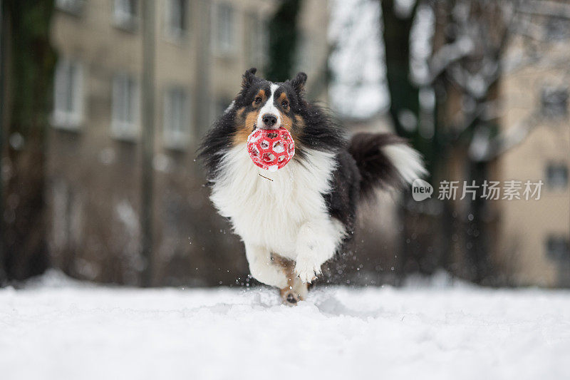 雪莉牧羊犬玩智慧球