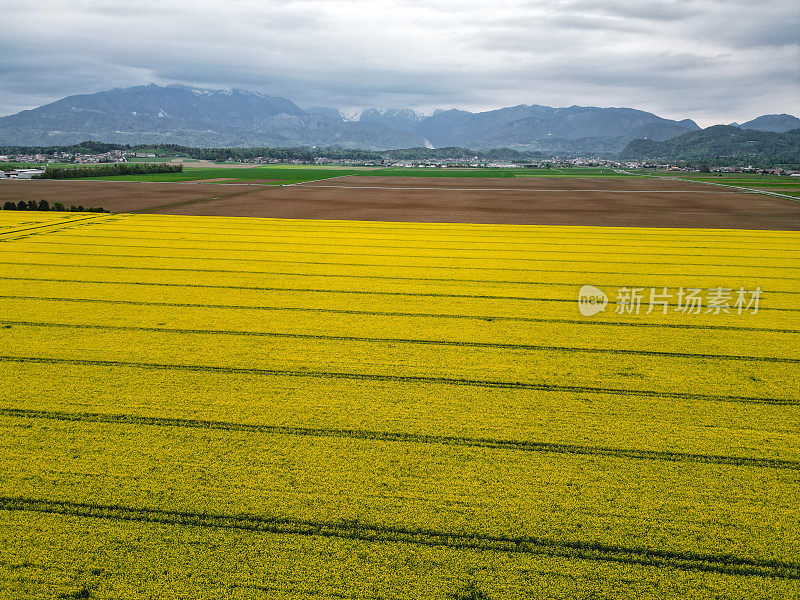 田野里盛开的黄色油菜花鸟瞰图