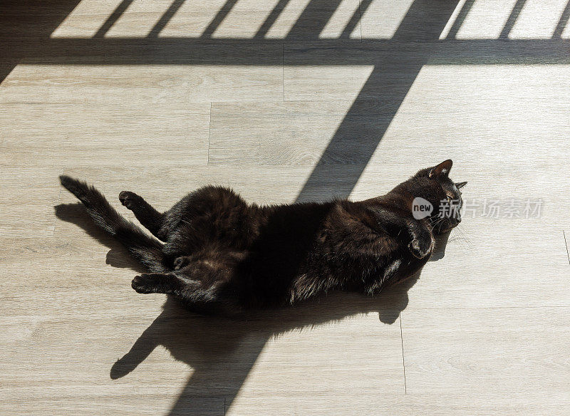 黑猫温暖而阳光明媚的天堂。昏昏欲睡的猫仰面躺着，晒日光浴。阴影条纹交叉动物。俯视图，上图