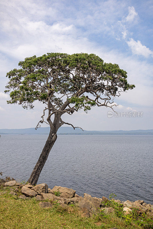斯里兰卡中部的一棵湖前的树