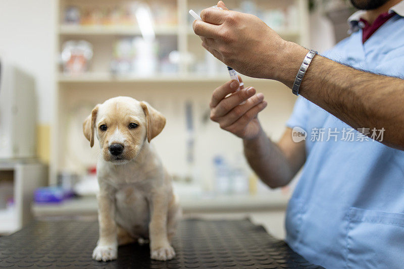 一只拉布拉多犬正在接受兽医的检查和注射疫苗