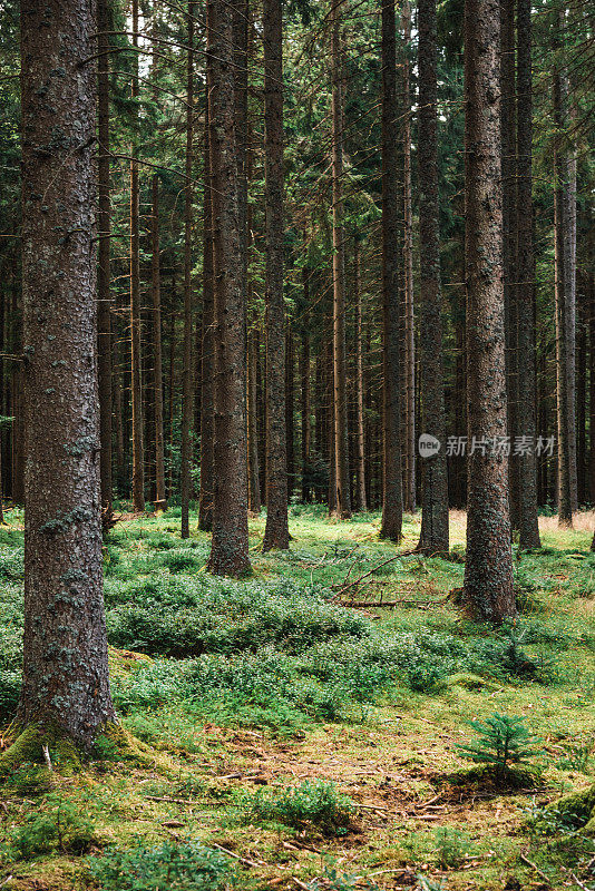 森林中的树木区域