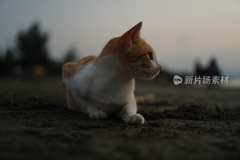 放松的猫