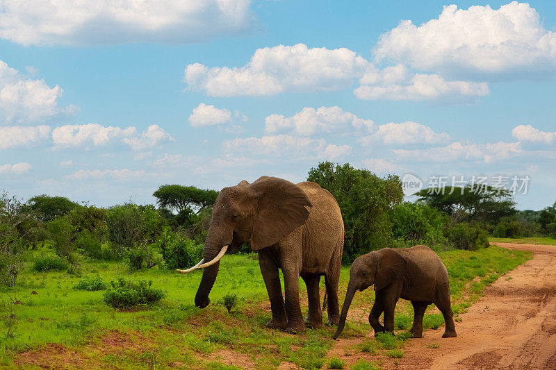 母象和她的孩子走在非洲安博塞利国家公园。