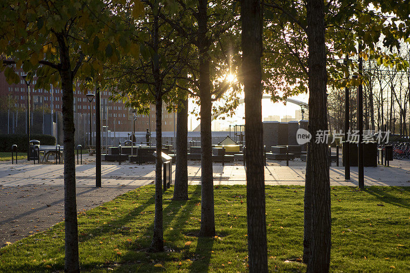 太阳穿过城市的树林