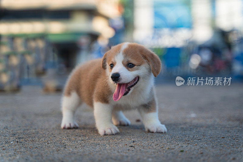 小狗小狗