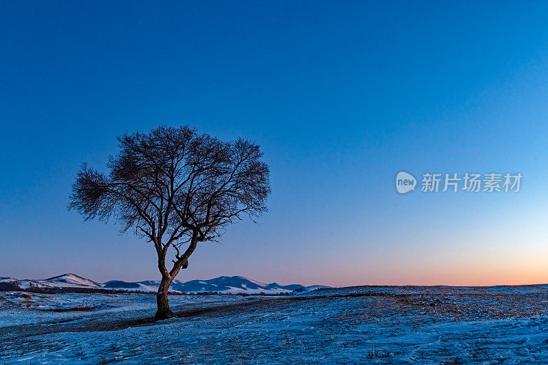 冬天草原上一棵孤独的树