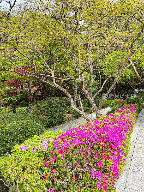 杜鹃花盛开春园